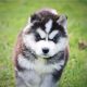 Siberian Husky Puppies for sale in Ozone Park, Queens, NY, USA. price: NA