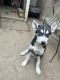 Siberian Husky Puppies for sale in 1254 S Downey Rd, Los Angeles, CA 90023, USA. price: NA