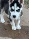 Siberian Husky Puppies for sale in San Angelo, TX, USA. price: $450