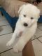 Siberian Husky Puppies for sale in 1315 N Cooper St, Arlington, TX 76011, USA. price: $300