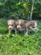 Siberian Husky Puppies for sale in Spartanburg, SC, USA. price: NA