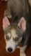 Siberian Husky Puppies for sale in Livermore, CA 94551, USA. price: $600