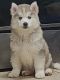 Siberian Husky Puppies for sale in Conway, SC, USA. price: $500