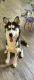 Siberian Husky Puppies for sale in Chandler, AZ 85286, USA. price: NA