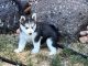 Siberian Husky Puppies for sale in Phoenix, AZ, USA. price: $950