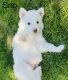Siberian Husky Puppies for sale in Phoenix, AZ, USA. price: $800