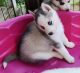 Siberian Husky Puppies for sale in Oxford, NC 27565, USA. price: $500