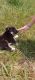 Siberian Husky Puppies for sale in Morganton, NC 28655, USA. price: NA