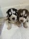 Siberian Husky Puppies for sale in San Bernardino, CA, USA. price: NA