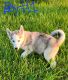 Siberian Husky Puppies for sale in Mt Carmel, IL 62863, USA. price: NA
