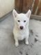 Siberian Husky Puppies for sale in Hanford, CA 93230, USA. price: $400
