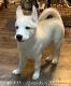 Siberian Husky Puppies for sale in Gig Harbor, WA 98329, USA. price: NA