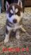 Siberian Husky Puppies for sale in Junction City, OH 43748, USA. price: $800