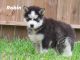 Siberian Husky Puppies for sale in Houston, TX, USA. price: $900