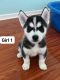 Siberian Husky Puppies for sale in Atlanta, GA, USA. price: $400