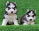 Siberian Husky Puppies for sale in Bhiwadi, Rajasthan, India. price: 24000 INR