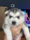Siberian Husky Puppies for sale in Tolleson, AZ, USA. price: $500