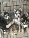 Siberian Husky Puppies for sale in Highland, CA, USA. price: NA