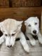 Siberian Husky Puppies for sale in Hillsboro, NH 03244, USA. price: NA