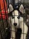 Siberian Husky Puppies for sale in 3604 Rand Square E, Columbus, OH 43227, USA. price: $3,000