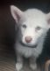 Siberian Husky Puppies for sale in Guyton, GA 31312, USA. price: NA