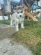 Siberian Husky Puppies for sale in Lake Zurich, IL, USA. price: NA