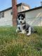 Siberian Husky Puppies for sale in Lake Zurich, IL, USA. price: NA