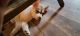 Siberian Husky Puppies for sale in Newaygo, MI 49337, USA. price: $700