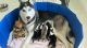 Siberian Husky Puppies for sale in Bartow, FL, USA. price: $2,200