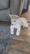 Siberian Husky Puppies for sale in Lincoln, IL 62656, USA. price: NA