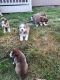 Siberian Husky Puppies for sale in Tacoma, WA, USA. price: $1,200