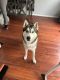 Siberian Husky Puppies for sale in Bolingbrook, IL 60440, USA. price: NA