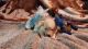 Siberian Husky Puppies for sale in Las Vegas, NV, USA. price: $1,500