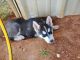 Siberian Husky Puppies for sale in 158 Private Rd 206-I, Seminole, TX 79360, USA. price: NA