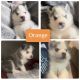 Siberian Husky Puppies for sale in Lorain, OH, USA. price: NA