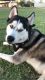 Siberian Husky Puppies for sale in 16562 N Williams Dr, Surprise, AZ 85378, USA. price: NA