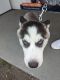 Siberian Husky Puppies for sale in Marion, NC 28752, USA. price: $1,400