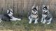 Siberian Husky Puppies for sale in Puyallup, WA 98375, USA. price: NA