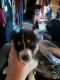 Siberian Husky Puppies for sale in Coupland, TX 78615, USA. price: NA