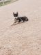 Siberian Husky Puppies for sale in Seminole, TX 79360, USA. price: $250