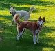 Siberian Husky Puppies for sale in Roseville, MI 48066, USA. price: $900