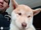 Siberian Husky Puppies for sale in Limon, CO 80828, USA. price: NA