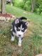 Siberian Husky Puppies for sale in Camdenton, MO 65020, USA. price: $425