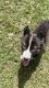 Siberian Husky Puppies for sale in Deltona, FL 32738, USA. price: $800