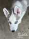 Siberian Husky Puppies for sale in McKinney, TX, USA. price: $100