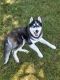 Siberian Husky Puppies for sale in Seymour, MO 65746, USA. price: $750