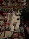 Siberian Husky Puppies for sale in Rome, NY, USA. price: $700