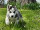 Siberian Husky Puppies for sale in Belvedere DA17, UK. price: 425 GBP