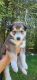 Siberian Husky Puppies for sale in Rehoboth, MA 02769, USA. price: NA