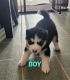 Siberian Husky Puppies for sale in Covina, CA, USA. price: $100